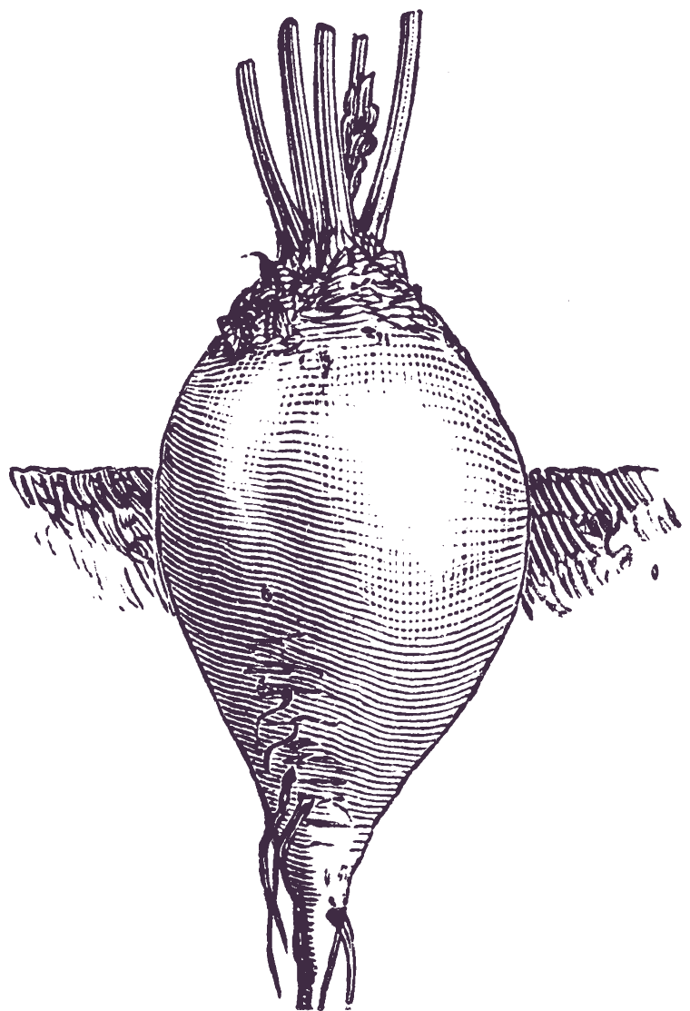 Historischer Kupferstich einer Rande mit Blattstielen